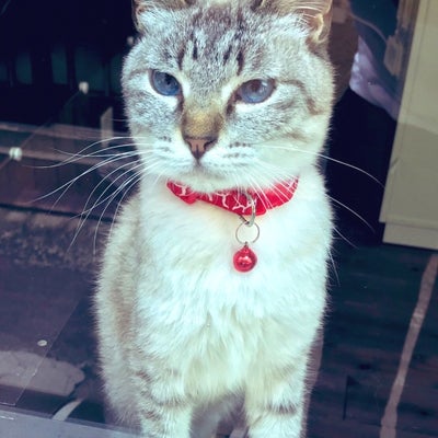 2019/05/17に保護猫とVEGANのお店“neu。”が投稿した、スタッフの写真