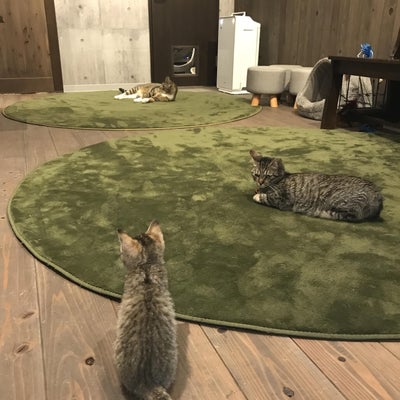 2019/05/17に保護猫とVEGANのお店“neu。”が投稿した、店内の様子の写真