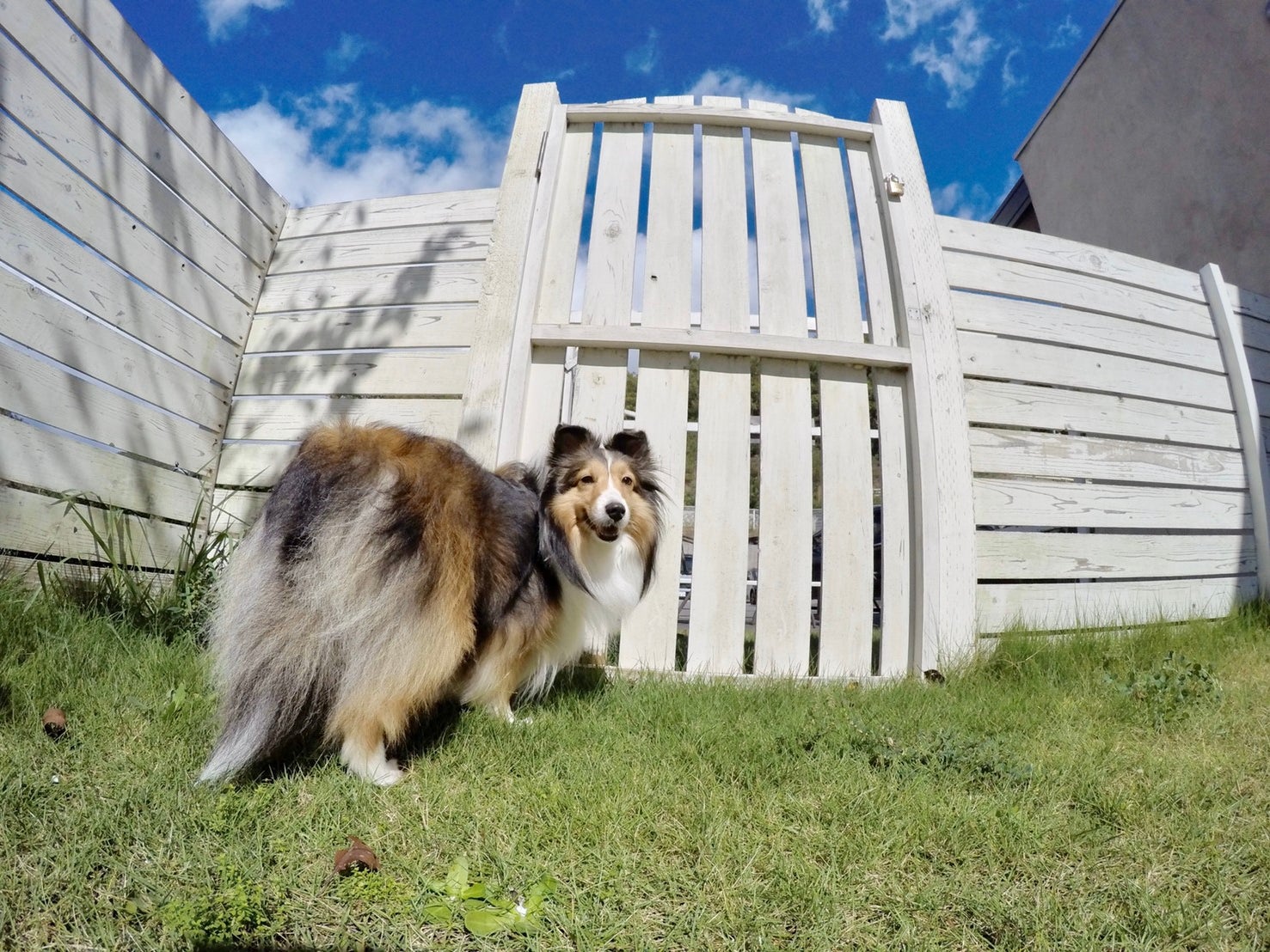 INFINITY　KENNEL