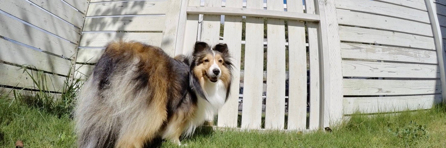 INFINITY　KENNEL
