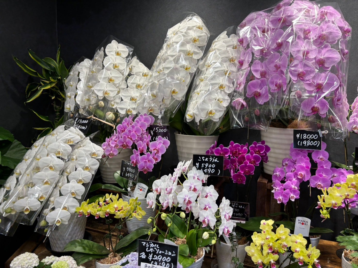 フラワーショップピース池田駅前店のミニ胡蝶蘭・胡蝶蘭各種ございます♪の写真