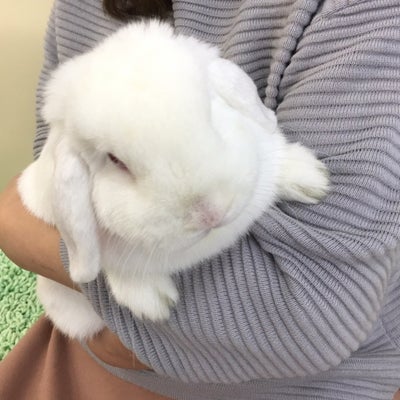 2017/11/09にうさぎカフェ・うさぎ専門店 White Rabbitが投稿した、店内の様子の写真