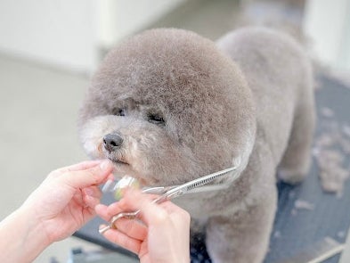 dogsalon moco
