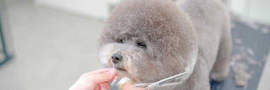 dogsalon moco
