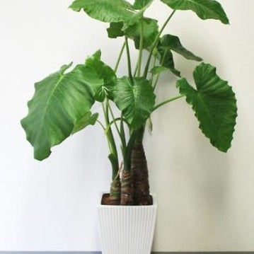 biotopビオトープ広島店の観葉植物の写真