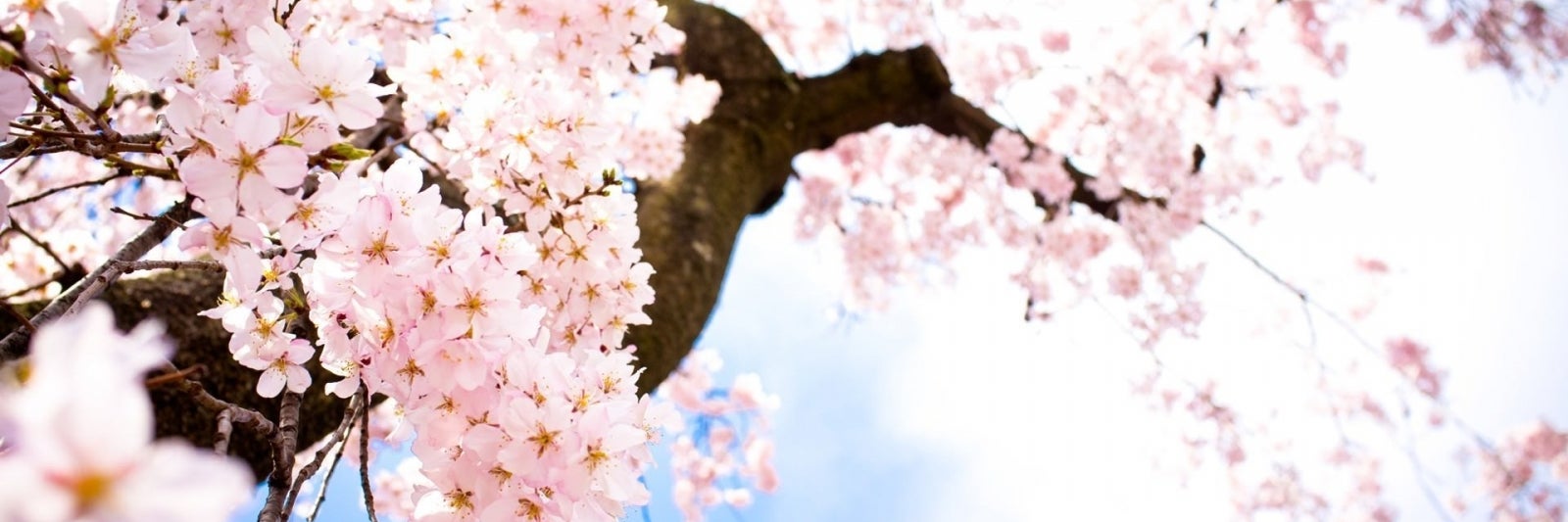 桜花塾　滝尾進学教室