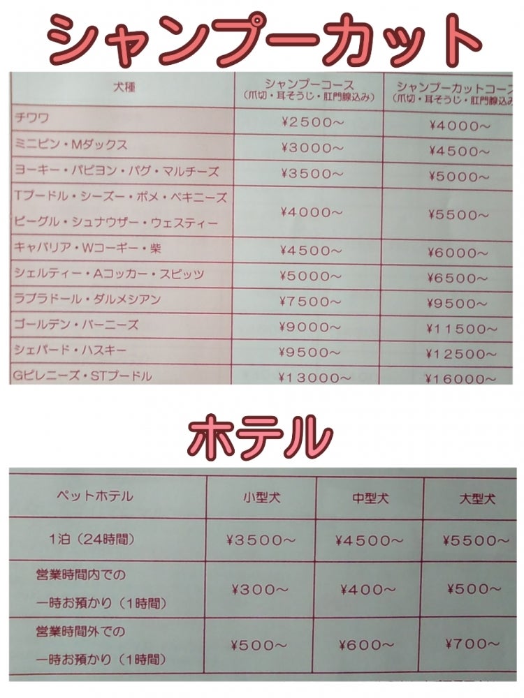 DOG サロンわんわんの例●チワワのシャンプーのみ(税込み2750円～）の写真