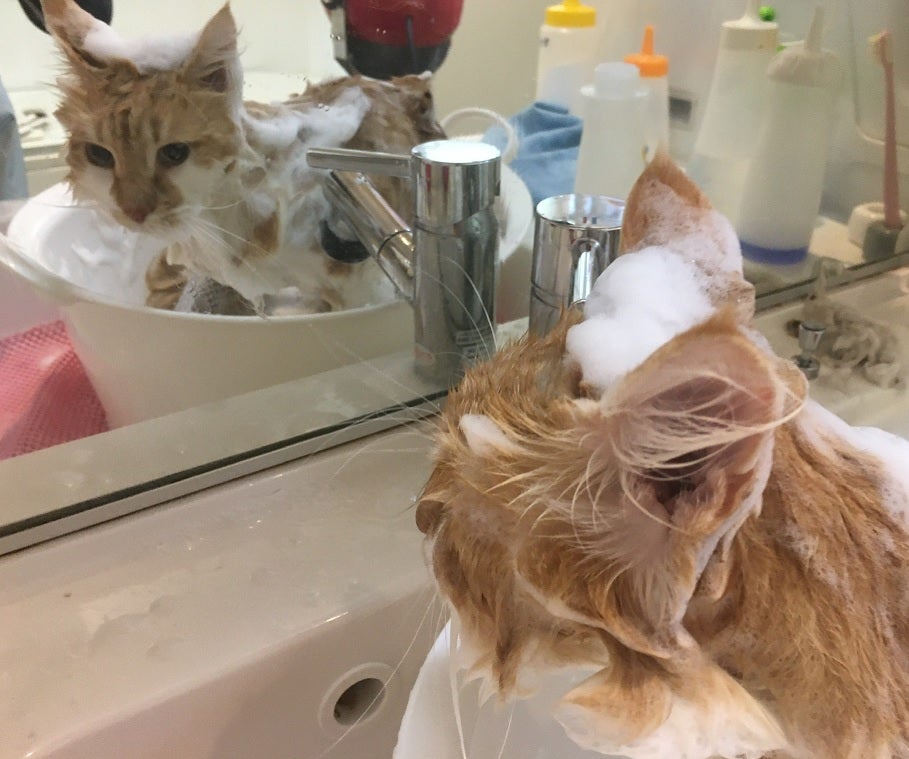 ひなたぼっこのキャットサロンの写真