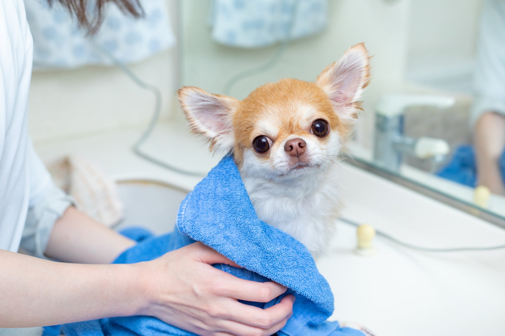 ドッグサロン PEACE  【小型犬・中型犬　専門】のトリミング（小型犬・中型犬）　※要相談の写真