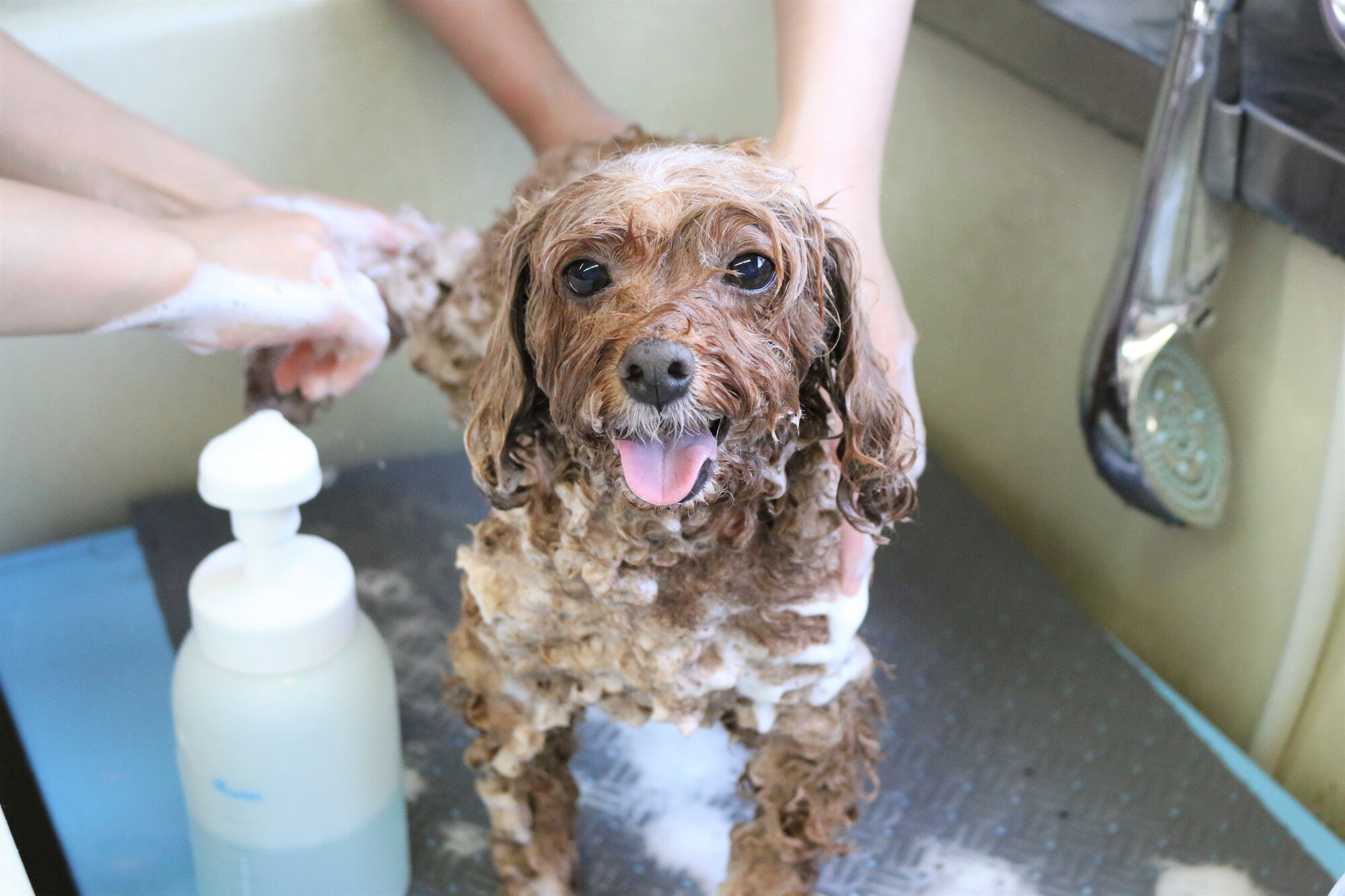 ドッグサロン PEACE  【小型犬・中型犬　専門】のシャンプーコース　※要相談の写真