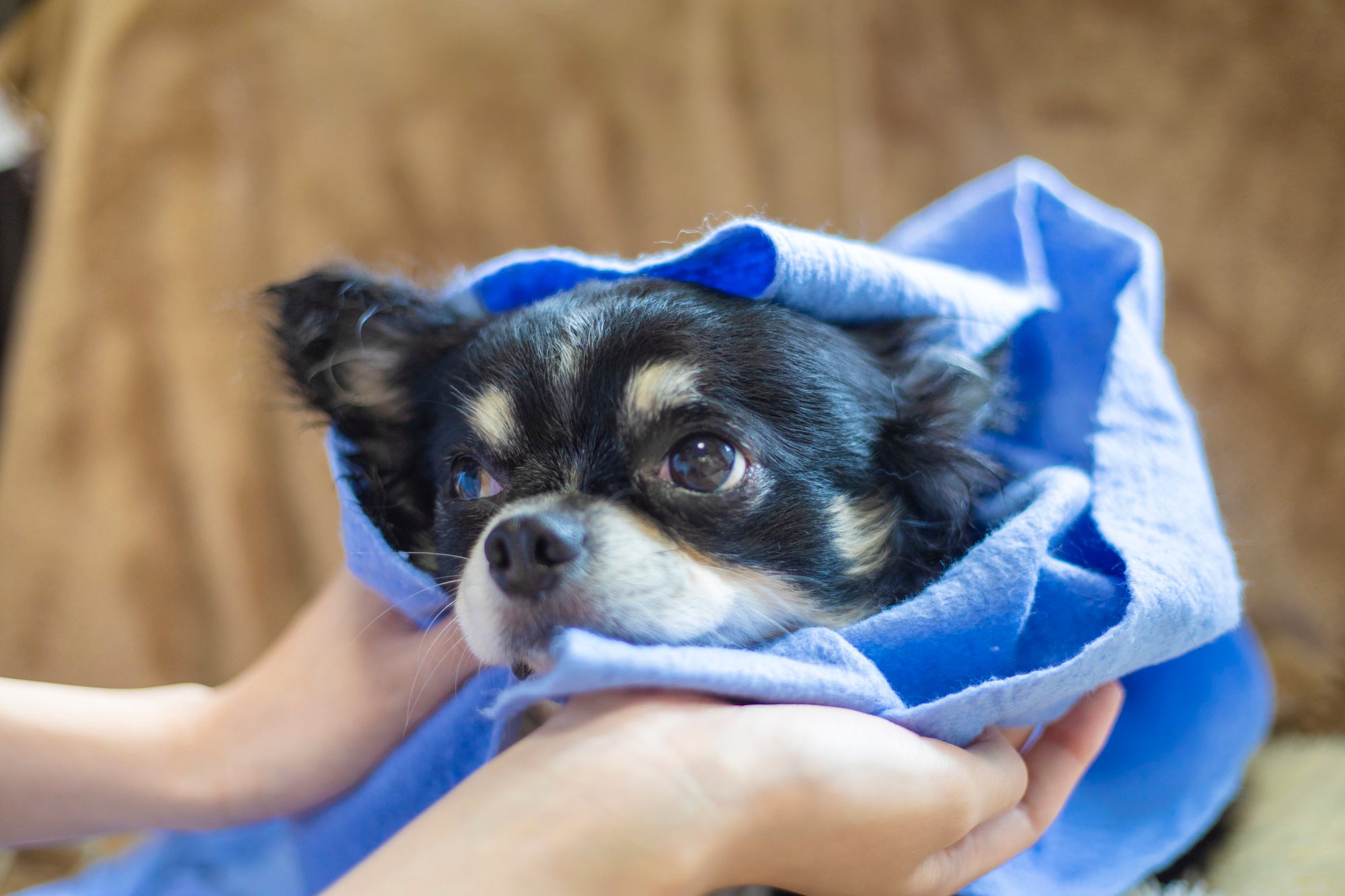 ドッグサロン PEACE  【小型犬・中型犬　専門】の高濃度炭酸泉　※要相談の写真