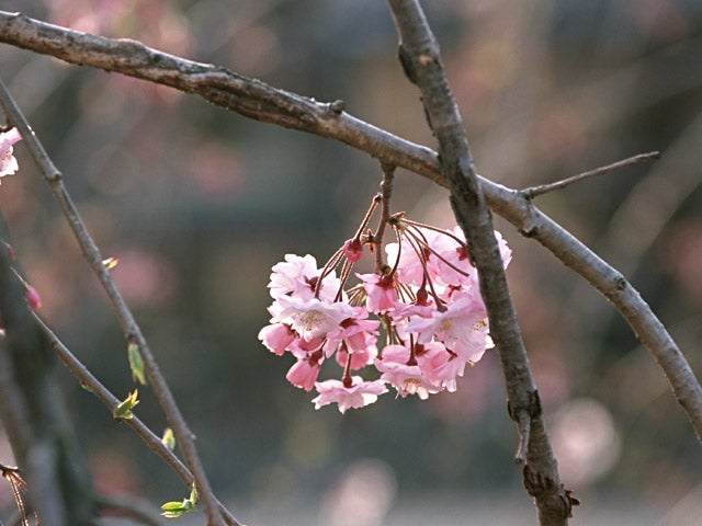 永代供養そらの庭の桜の写真