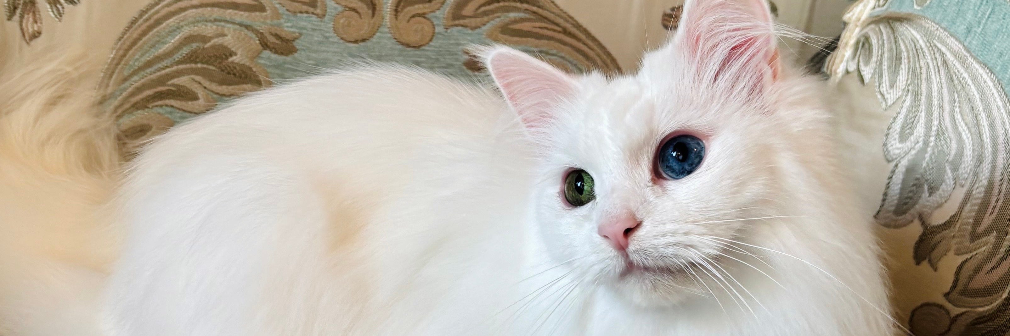 猫専門店 Salon de Noel_1枚目