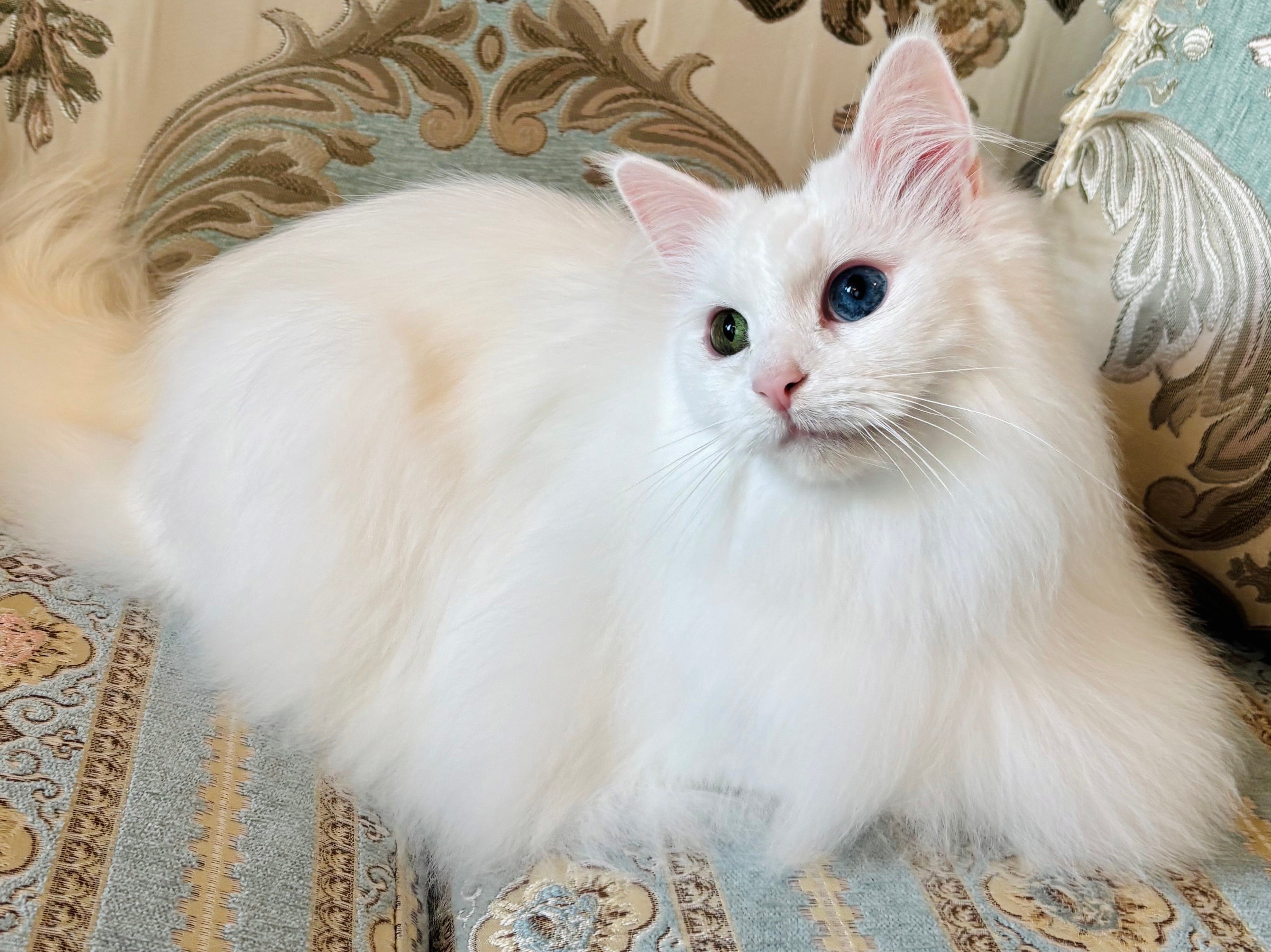 猫専門店 Salon de Noel_2枚目