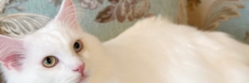 猫専門店 Salon de Noel_2枚目