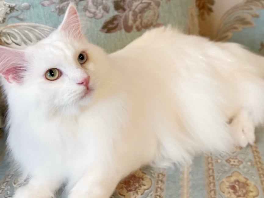 猫専門店 Salon de Noel_3枚目