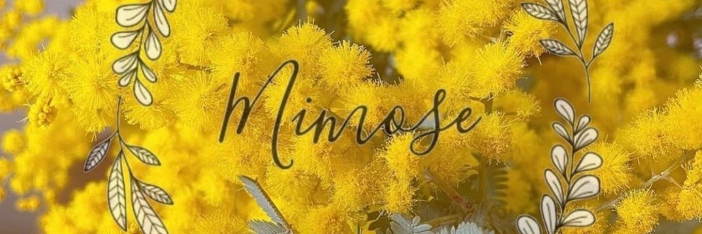 Mimose / パーソナルカラー診断
