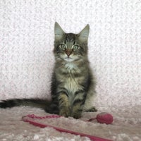 Cattery Smile Fairy Cat'sのオーナーさま募集中！　ミルフィーユベビー１ばん君　２０１８年１０月１８日生まれ　Brown Classicの写真