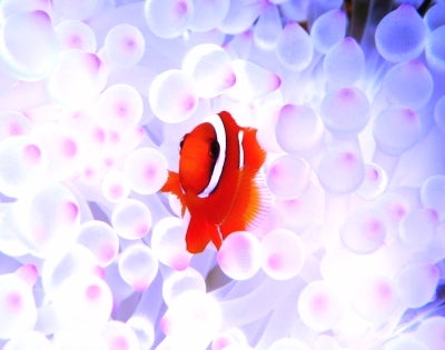 サンライズ沖縄の透明度・魚影抜群！ダイバー憧れの国立公園ケラマ諸島。体験ダイビング+スノーケリングツアーの写真