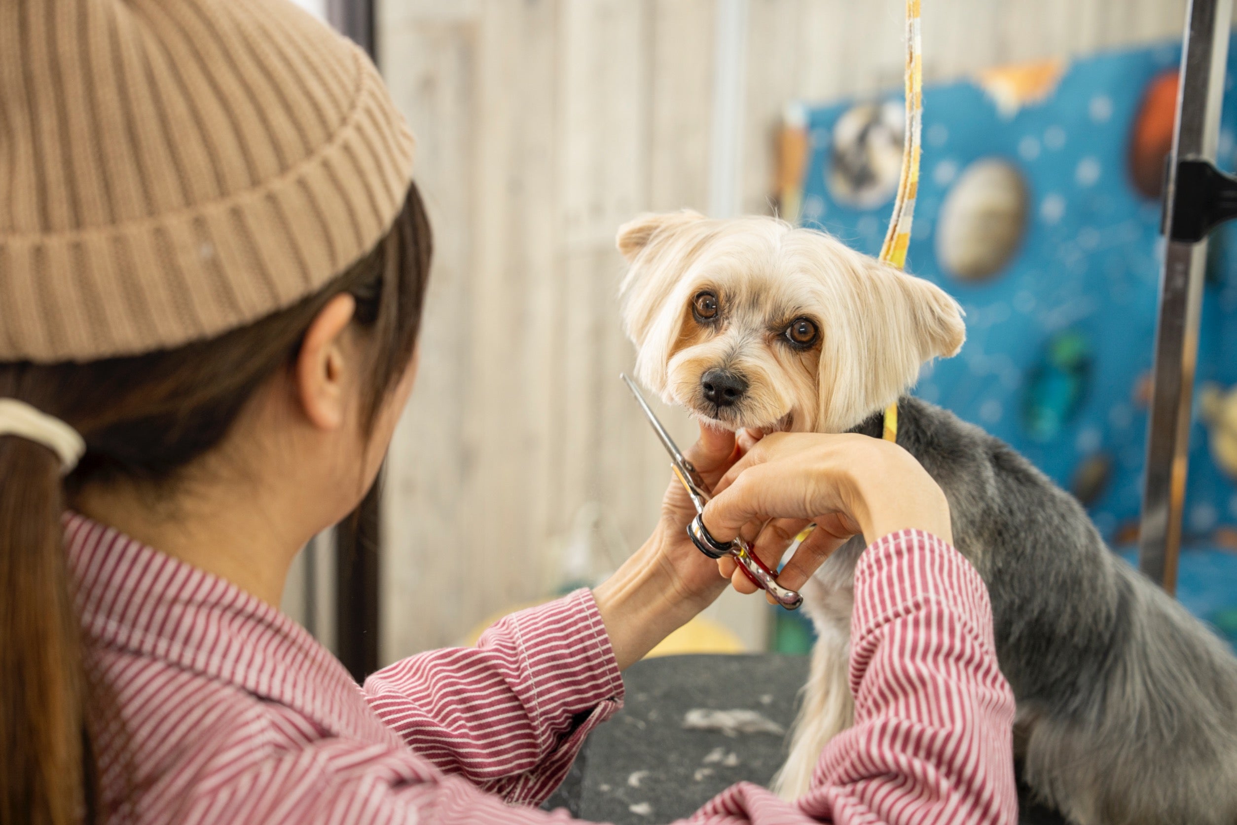 SUNNY THE DOGSALONの【仕上がりより笑顔】震えていた子が笑顔で駆け回る。わんちゃんの負担ゼロを目指すトリミングコースの写真