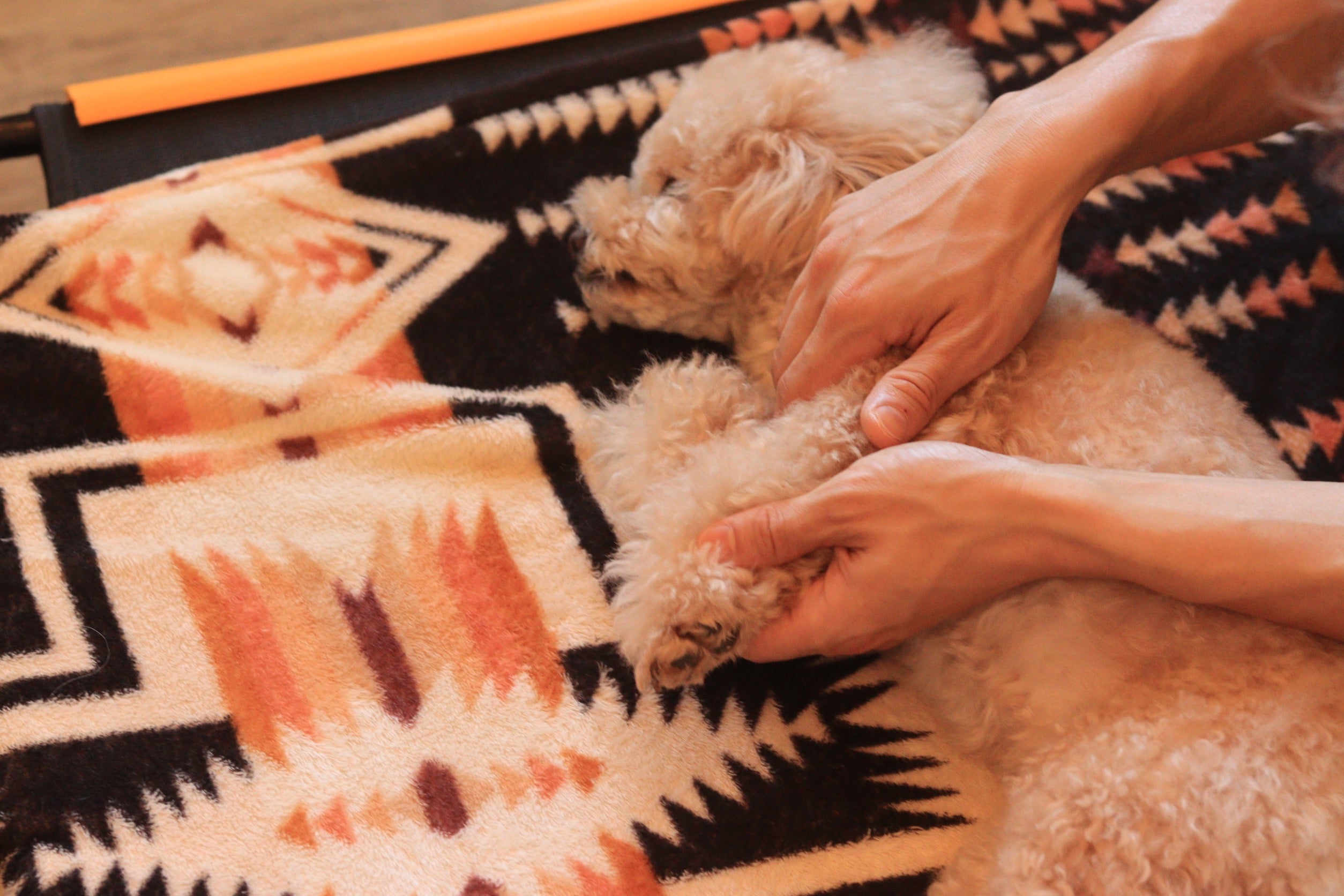 SUNNY THE DOGSALONの【トリミングとマッサージのセット！】愛犬の負担を軽減し、仕上がりも格上げするマッサージオプションの写真