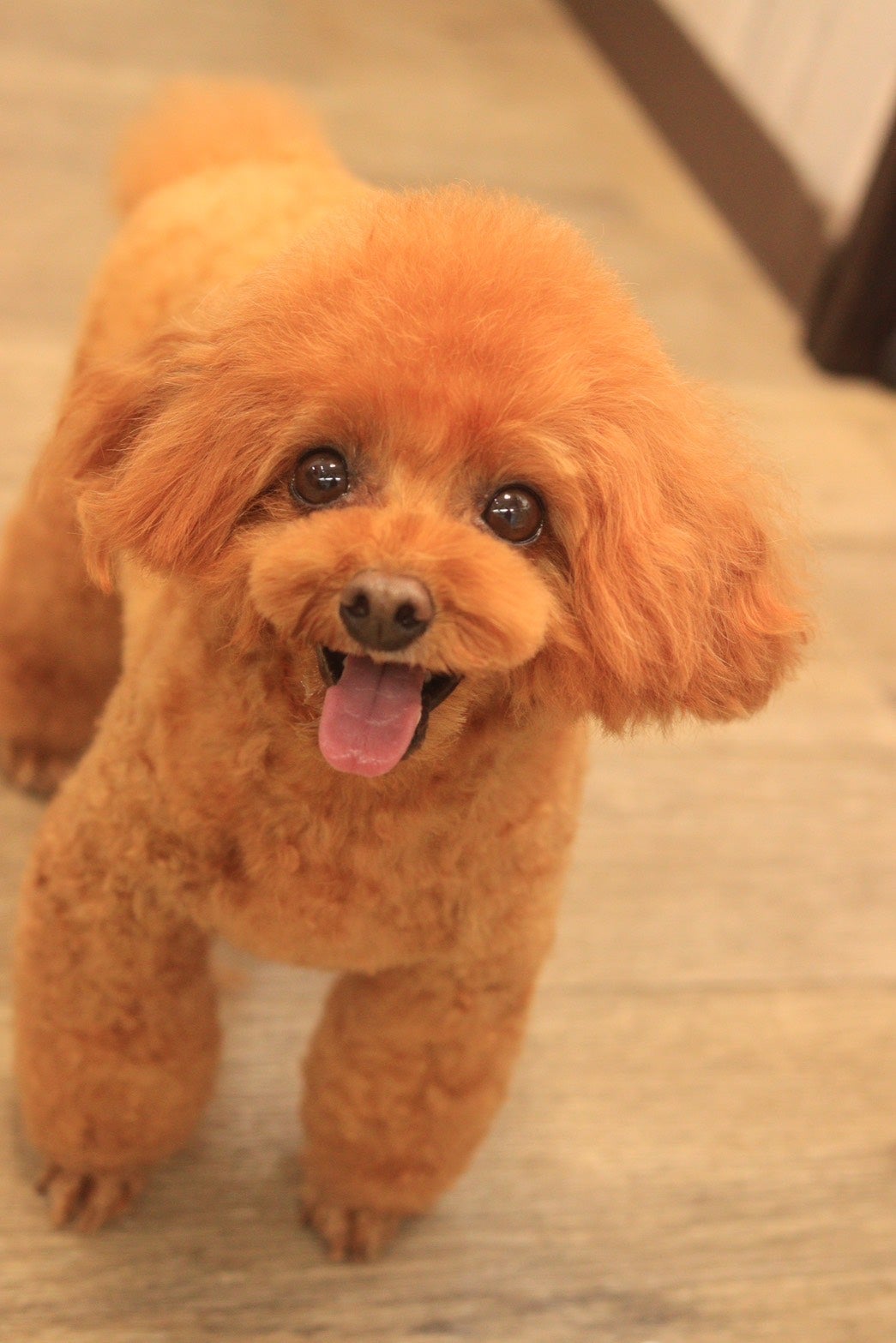 SUNNY THE DOGSALONの【トリミング後の楽しみ】 LINEで写真データプレゼント！の写真