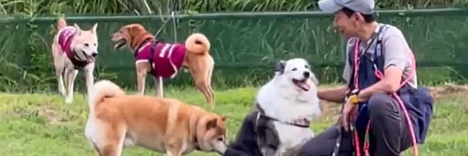 ブリッジ / Dolphin & Dog Training 