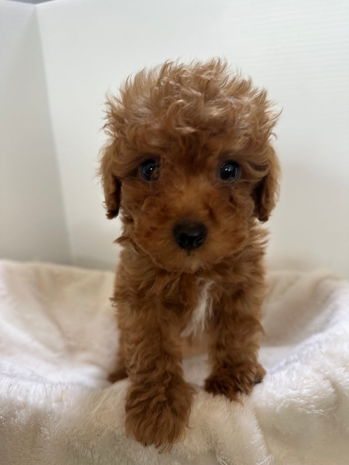 mar-landの子犬のご見学・お引き渡しの写真