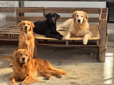 mar-landの犬種相談・ご案内の写真