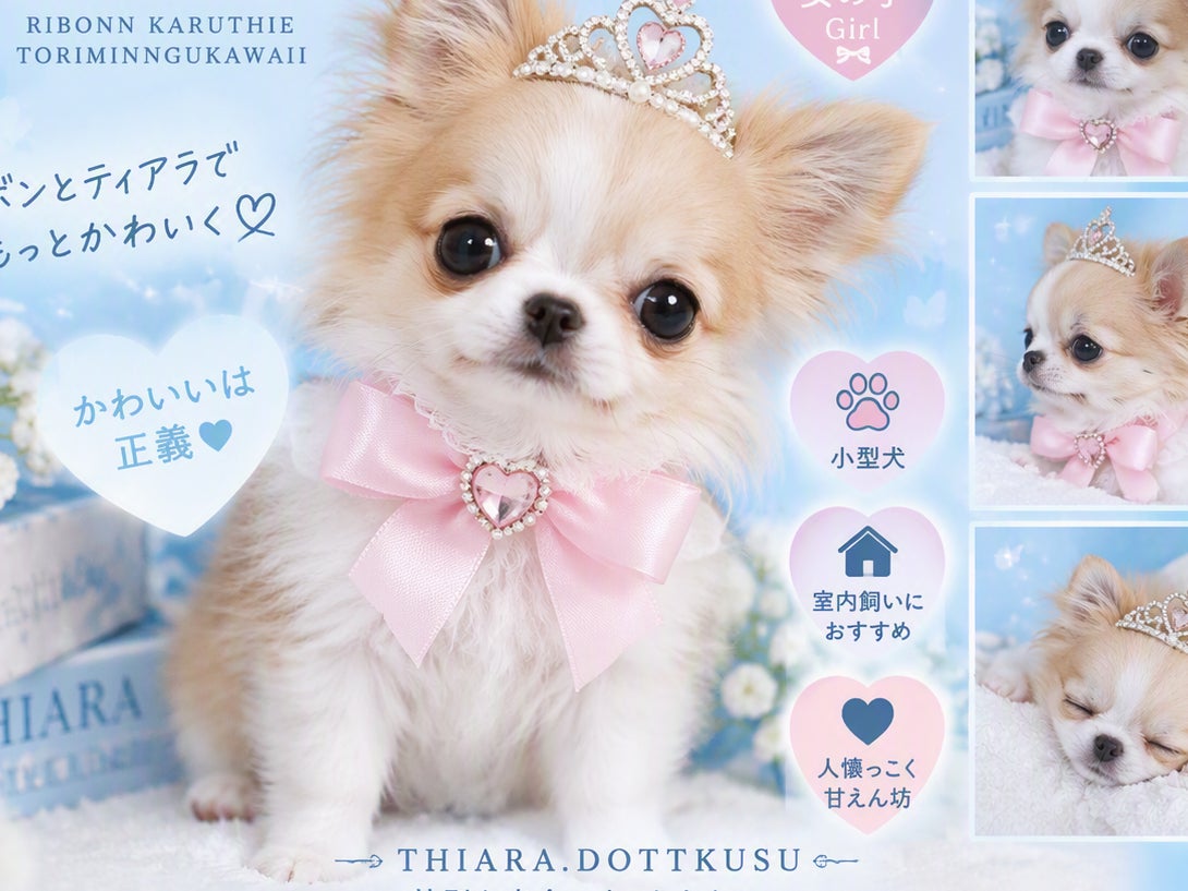 TiaraDogs （ティアラドックス）_1枚目
