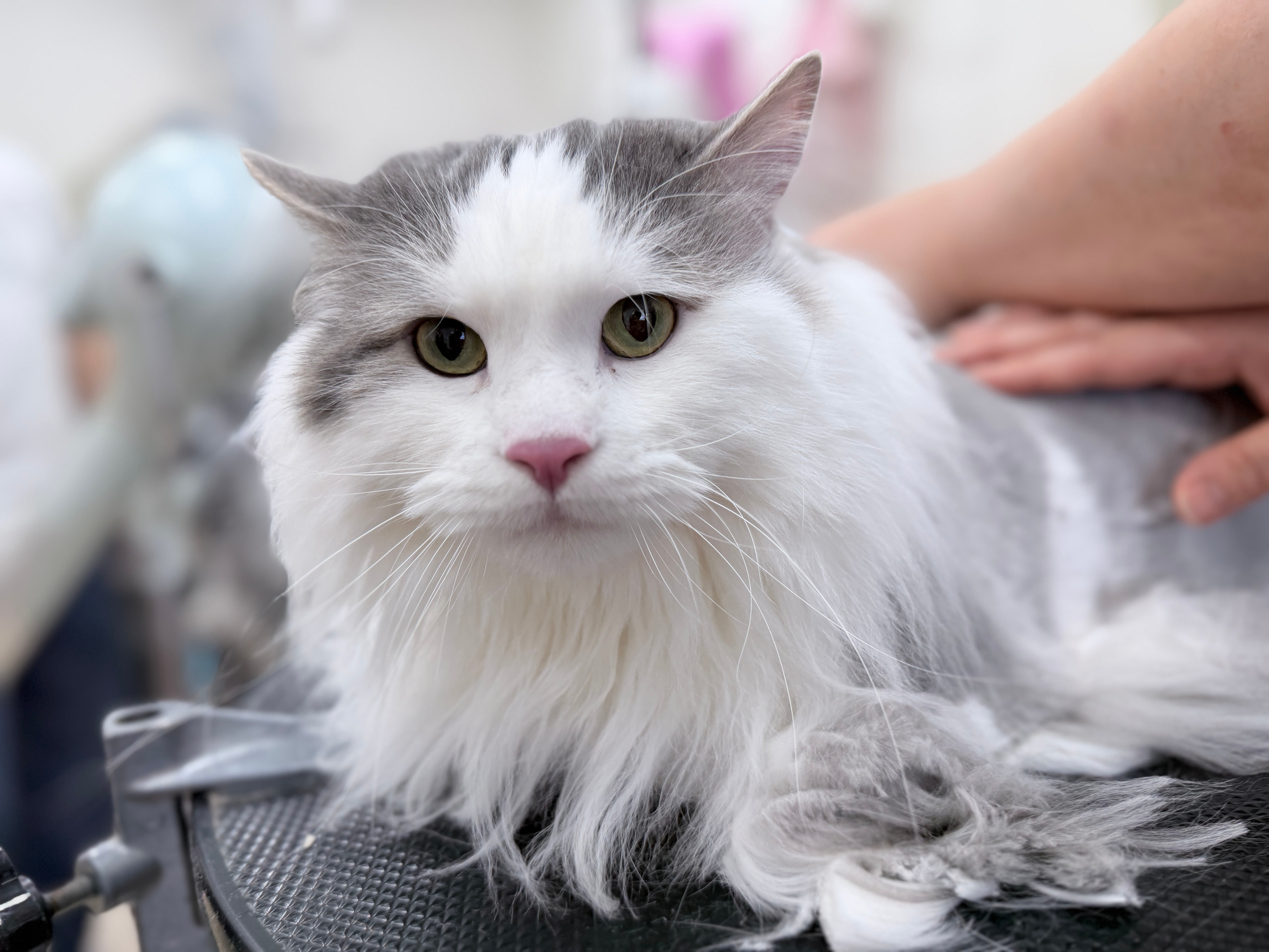 groommingsalon NICO-STANDARDの猫のトリミングの写真