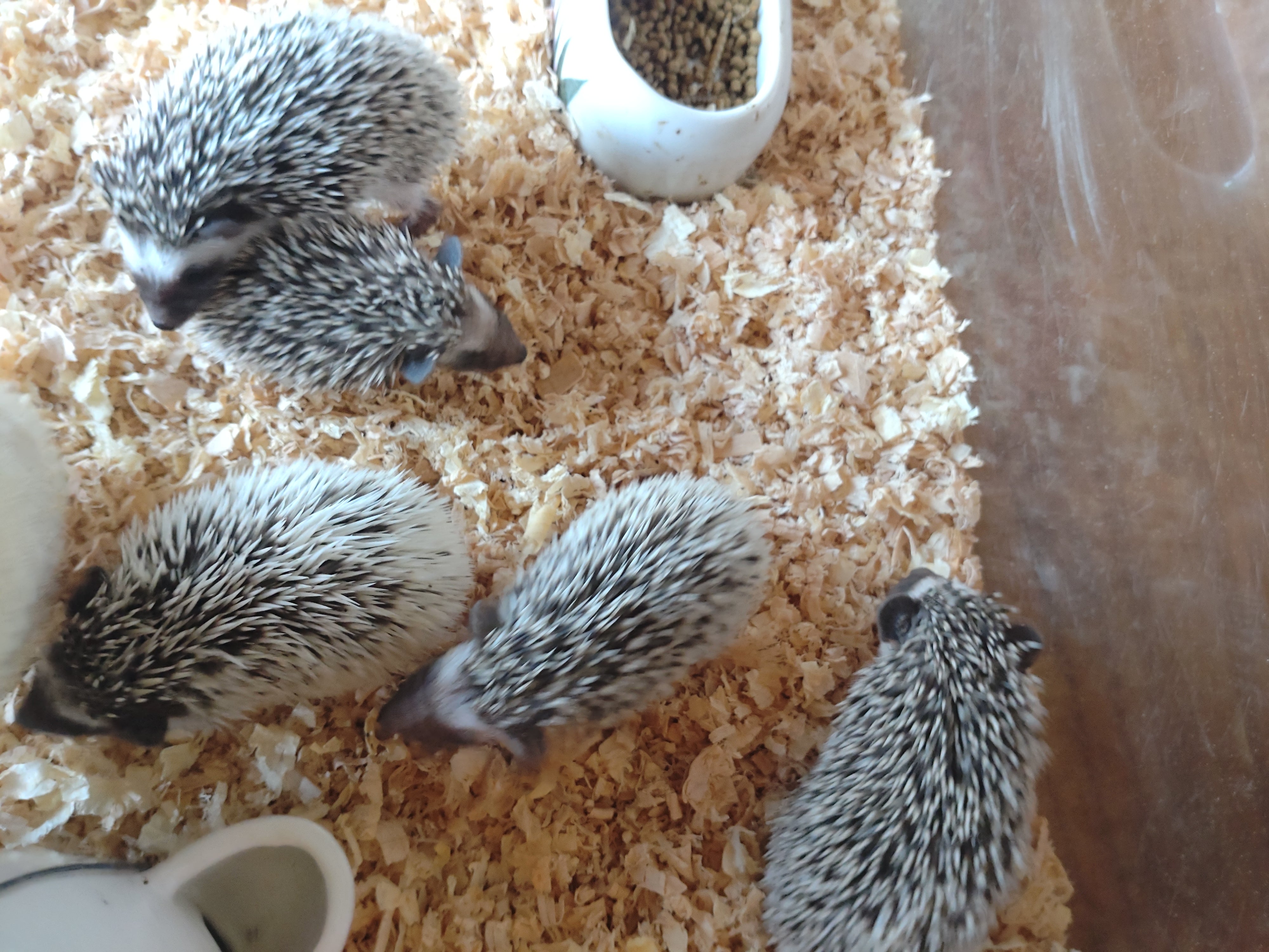 ペット屋　ハリスのハリネズミの写真