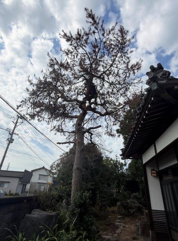 藤誠総建の造園工事一式の写真