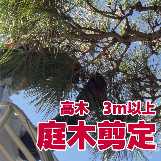 榮倉theGARDEN あま営業所 -お庭のお手入れ専門店-の【庭木剪定】高木　3m以上　　11,000円〜/本 （税込）の写真