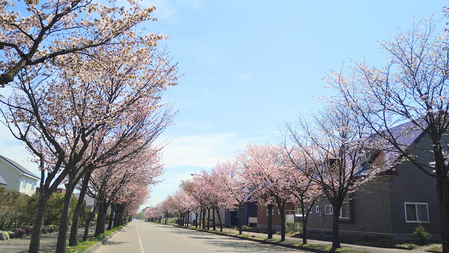 桜まつりに出店します🌸の写真