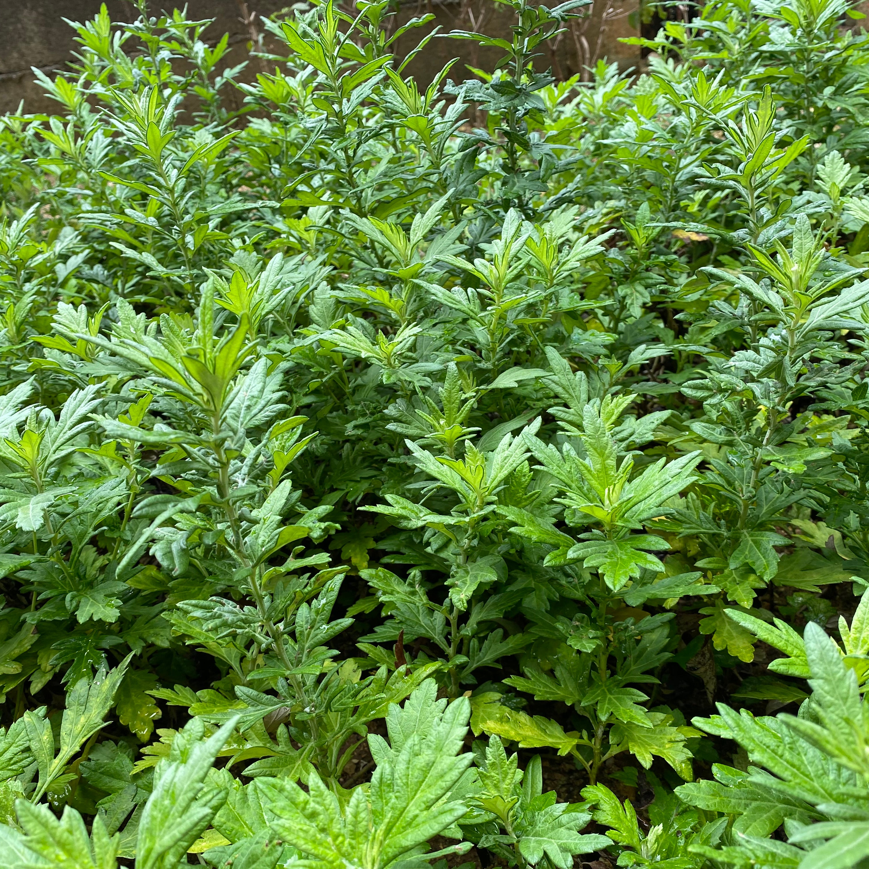 jasmine　石垣島にある女性のミカタサロン_3枚目
