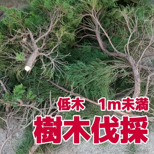 榮倉theGARDEN 東海営業所 -お庭のお手入れ専門店-の【樹木伐採】低木　1m未満　　3,300円〜/本 （税込）の写真