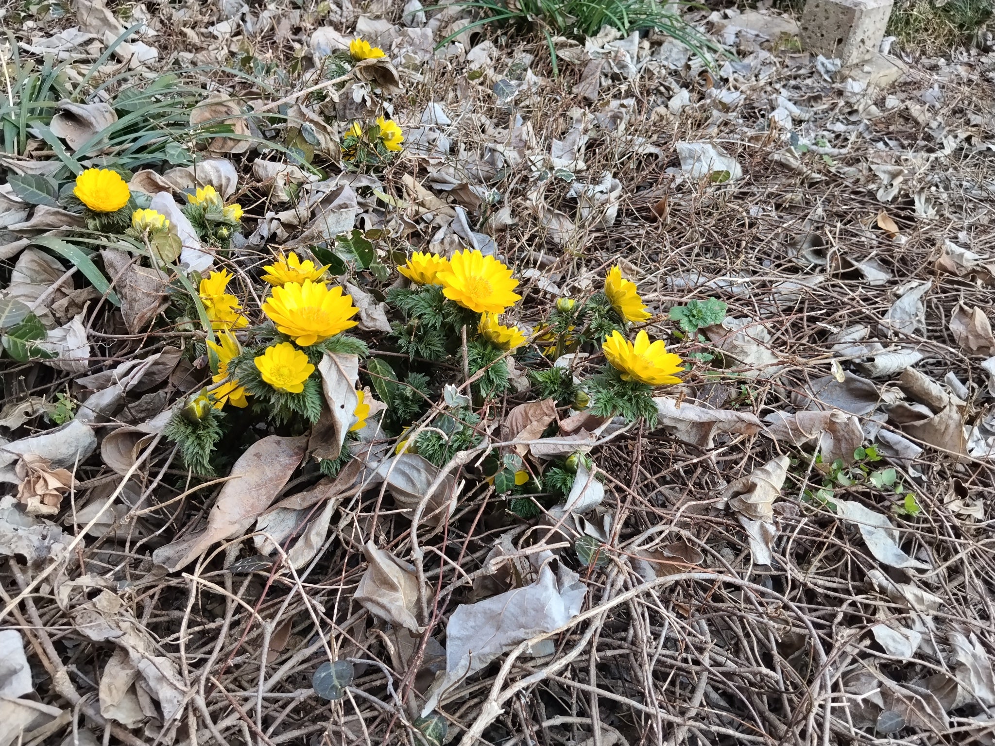 もうすぐ春ですねの写真