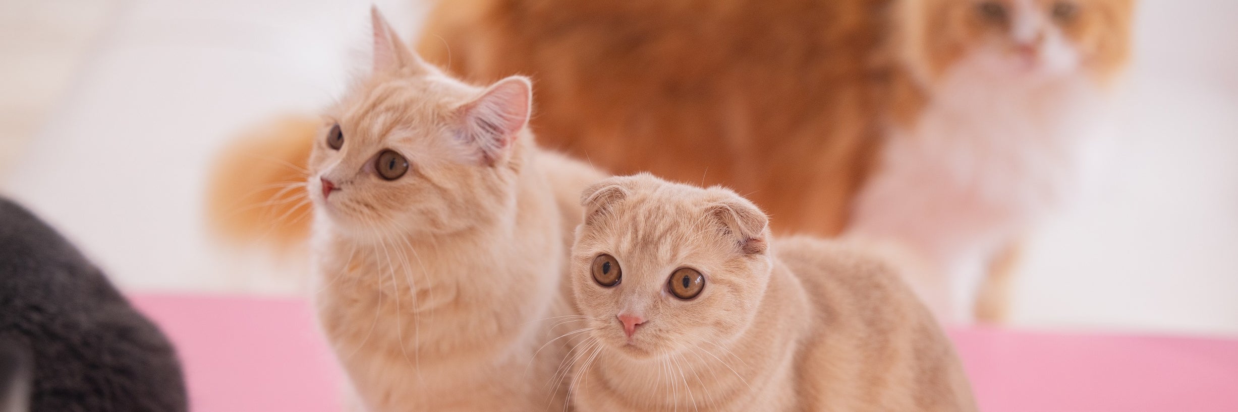 猫カフェ猫ちゃんといっしょ　横浜 元町・中華街