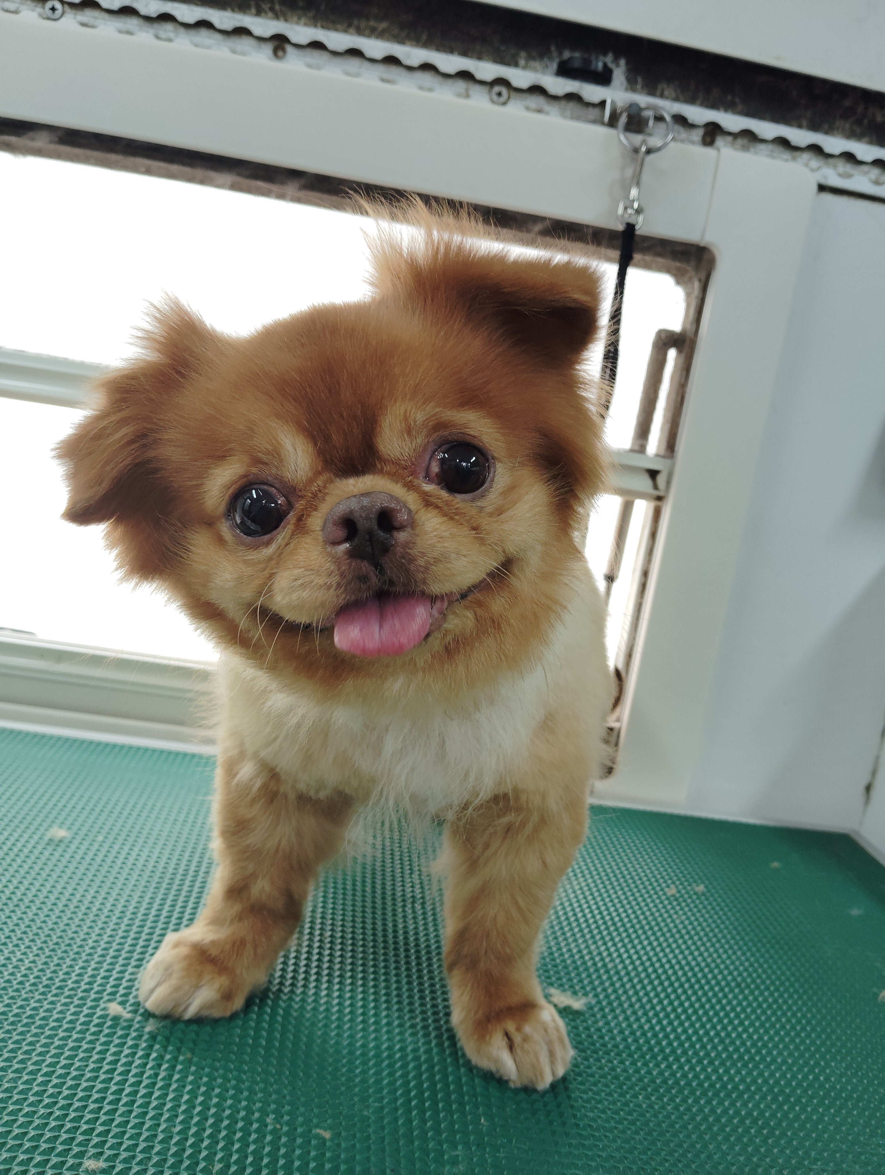 老犬向け特別メニュー始めました★の写真