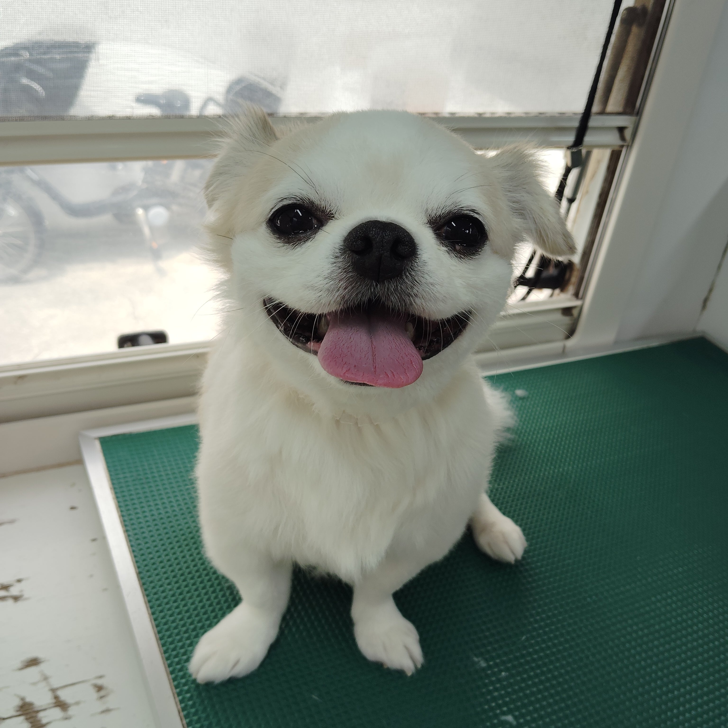 ペットサロンREVEPAW_1枚目