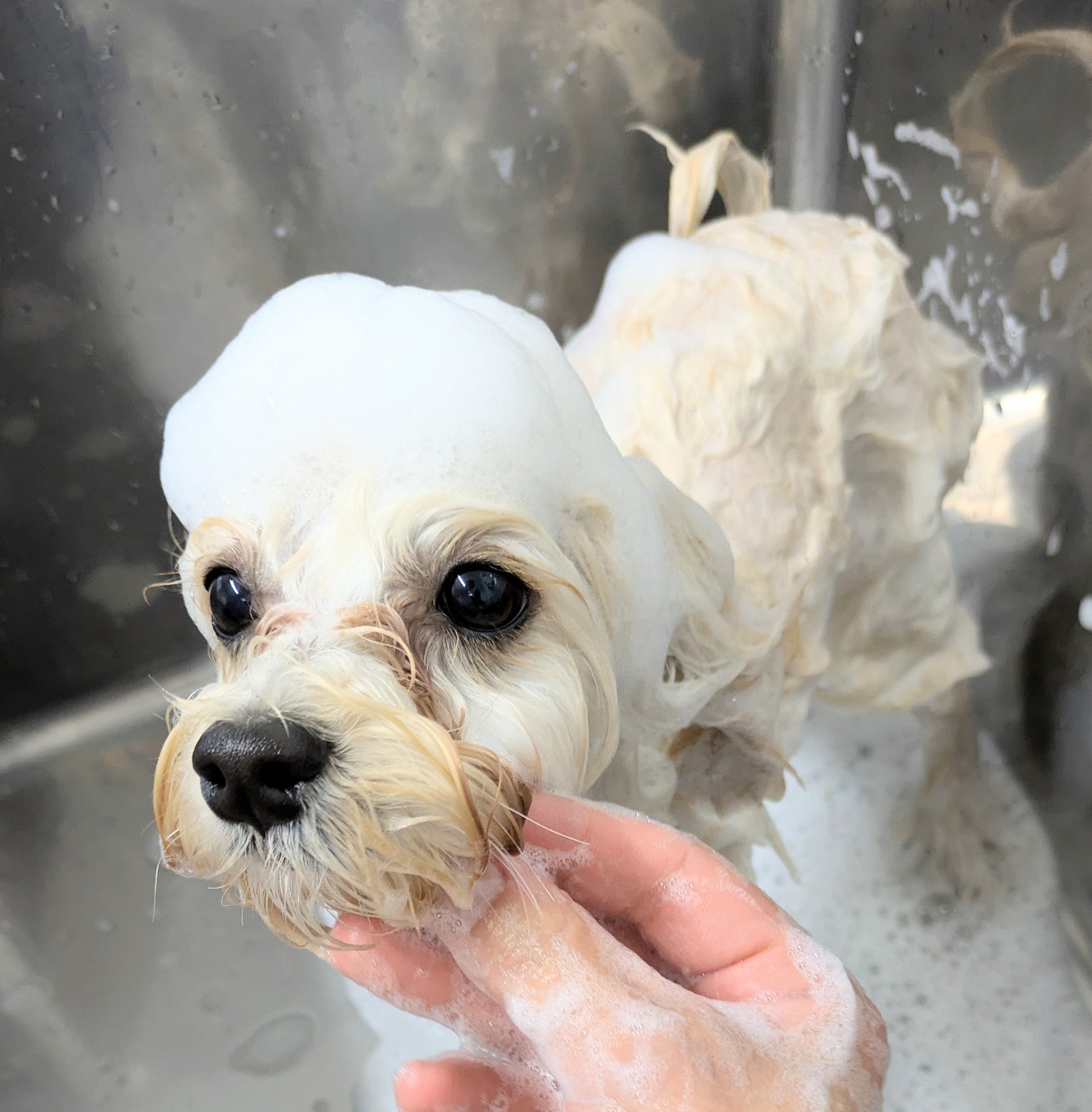 Dogsalon mamipet_2枚目