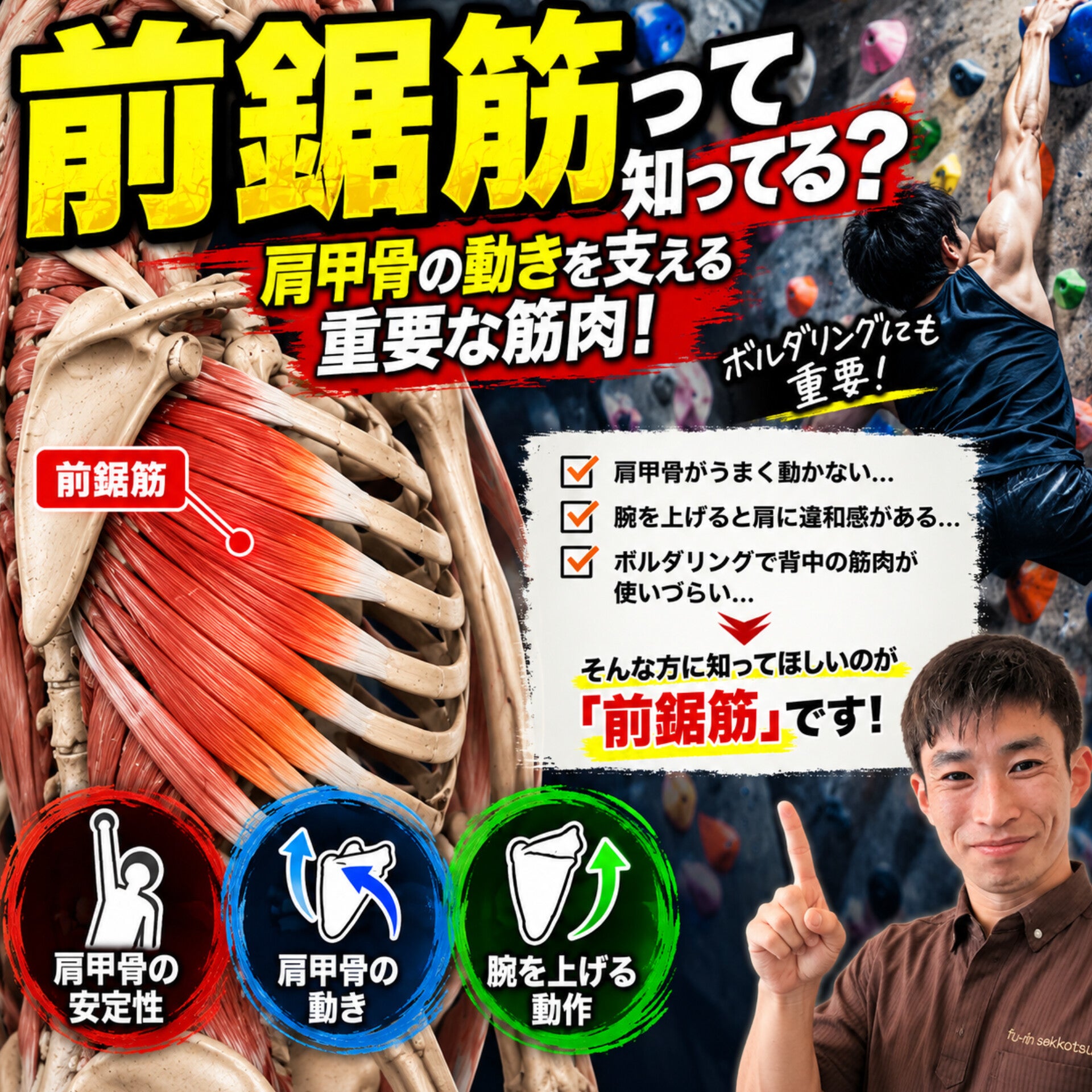 【前鋸筋とは？】肩甲骨の動きを支える重要な筋肉！スポーツとの関係も解説の写真