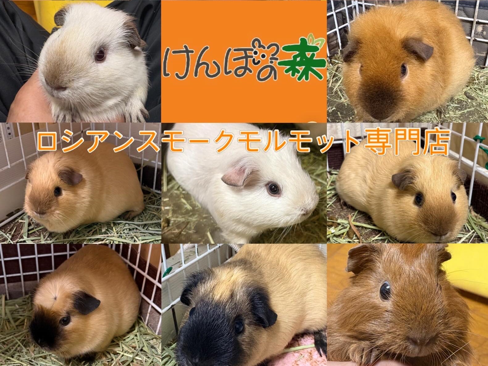 けんぼの森_1枚目