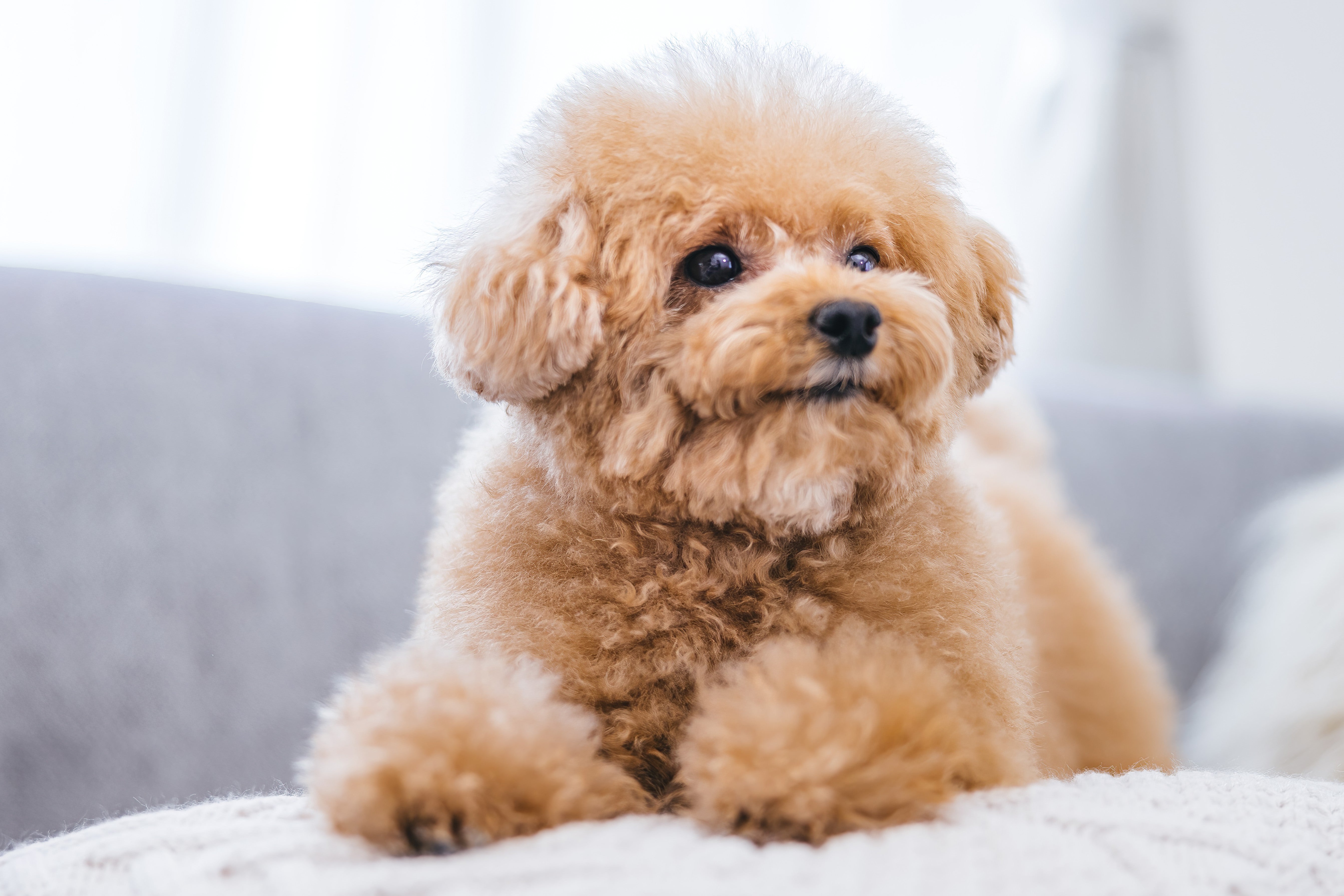 ペットケア なごみあいのシッター基本コース 60分（小型犬）の写真
