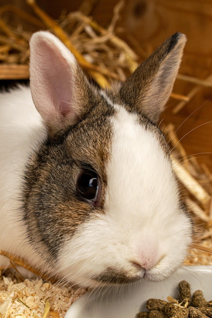 ペットケア なごみあいのシッター基本コース 60分（小動物）の写真