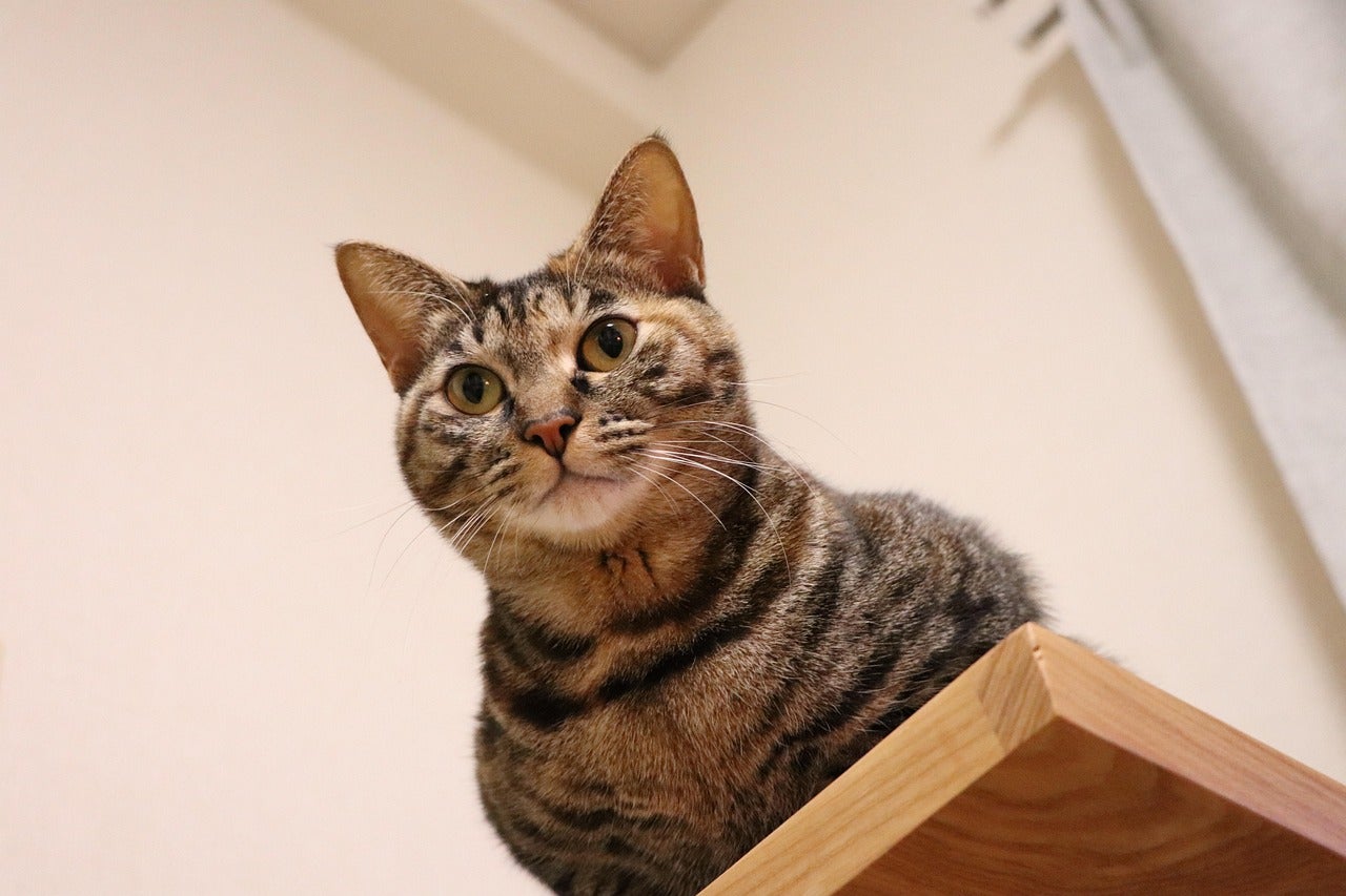ペットケア なごみあいのシッターショートコース 30分（猫2匹まで）の写真