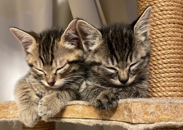 ペットケア なごみあいのご在宅サポートコース 60分の写真