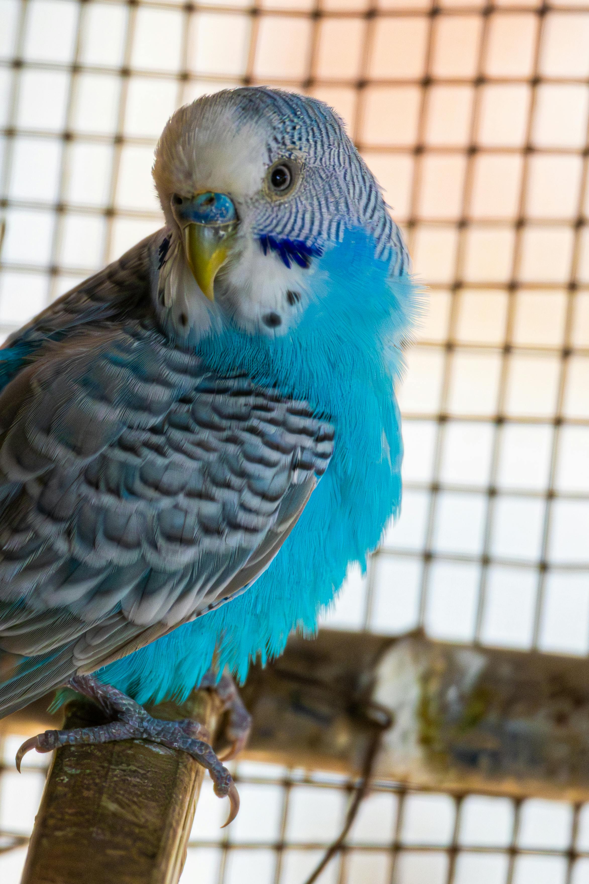 ペットケア なごみあいのシッターショートコース 30分（小動物）の写真