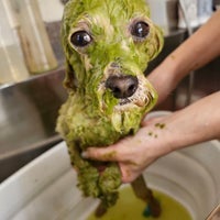 Dog  salon  Little. Popのアーユルヴェーダドクターズヘルスハーブパックの写真